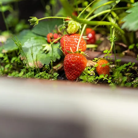 La Forestale Luxury - La Royale 4*