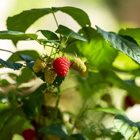La Forestale Luxury - La Royale Acqualagna