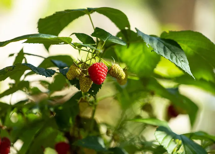 La Forestale Luxury - La Royale 阿夸拉尼亚